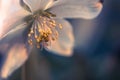 Ivory tenten rose, hellebore