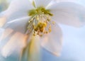 Ivory tenten rose, hellebore