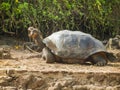 Ivory turtle on galapagos islands in ecuador Royalty Free Stock Photo