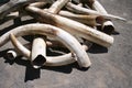 Ivory Tusks Royalty Free Stock Photo