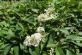 Ivory white flowers of privet in late spring Royalty Free Stock Photo