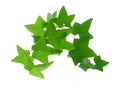 Ivy Royalty Free Stock Photo