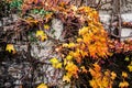 Ivy in autumn colors Royalty Free Stock Photo