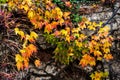 Ivy in autumn colors Royalty Free Stock Photo