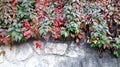 Ivy in autumn with red and green leaves on stone wall Royalty Free Stock Photo