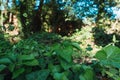 Ivy background covering the forest floor Royalty Free Stock Photo