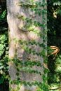 Ivy and bark