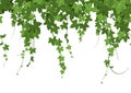 Ivy Border Seamless Composition Royalty Free Stock Photo