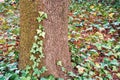 Ivy branch climbing a tree trunk with the field on background. Autumn scene