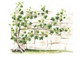 Ivy branch with green leaves on a brick wall background, Hand drawn watercolor illustration