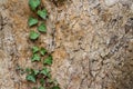 Ivy branch growing on a tree in nature. Close up detail of poison ivy plant growing, Royalty Free Stock Photo