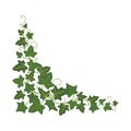 Ivy branch icon, green fresh ornamental design