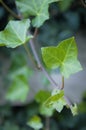 New green leaves of the ivy plant Royalty Free Stock Photo