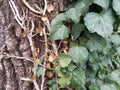 Ivy branches parasitize on a tree trunk Royalty Free Stock Photo