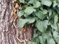 Ivy branches parasitize on a tree trunk Royalty Free Stock Photo