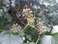 Ivy branches parasitize on a tree trunk Royalty Free Stock Photo