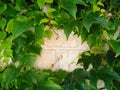 Ivy branches are woven on old fence. Texture of green leaves and brick wall with copy space. Natural background. Banner with space Royalty Free Stock Photo