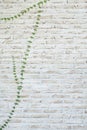 Ivy on a brick wall Royalty Free Stock Photo