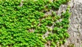 Ivy on the brick wall