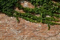 Ivy bricks Royalty Free Stock Photo