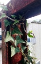 Ivy on the bridge Royalty Free Stock Photo