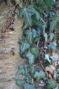 Ivy on a cherrytree