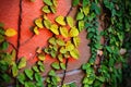 Ivy climbing on the brick wall