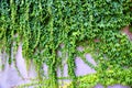 Ivy - climbing ever green plants on the wall