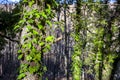 Ivy climbing old chesnut trunks surface