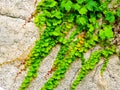 Ivy climbing on the rocks Royalty Free Stock Photo