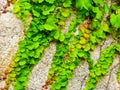 Ivy climbing on the rocks Royalty Free Stock Photo