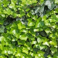 Ivy climbing on a tree trunk Royalty Free Stock Photo