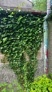 Ivy climbing up a old wall and a very old downpipe Royalty Free Stock Photo