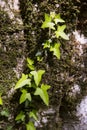 Ivy climbs a tree in the forest