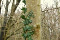 Ivy climbs a tree in the park.Green ivy on the tree. Royalty Free Stock Photo