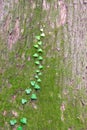 Ivy climing on trees Royalty Free Stock Photo