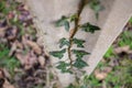 an ivy in a column Royalty Free Stock Photo