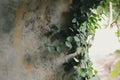 Ivy on concrete edge background
