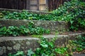 Ivy on the concrete stairs. Overgrown steps, abandoned building. Long time unused. Royalty Free Stock Photo