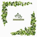 Ivy corners, green vines decorative frame or design elements isolated on white background. Vector illustration in flat