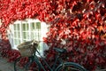 Ladies bike with basket and red ivy on wall.