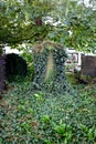 Ivy covered grave, Castleton. Royalty Free Stock Photo