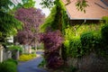 Ivy-covered house, tree along the street Royalty Free Stock Photo