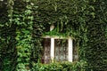 Ivy covered house wall Royalty Free Stock Photo