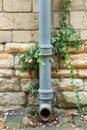 Ivy covered iron drainpipe