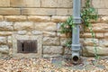 Ivy covered iron drainpipe