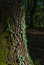 Ivy-Covered Mossy Tree Bark in Forest Royalty Free Stock Photo