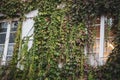 Ivy covered old house with window with light. Ivy with beautiful foliage on the wall with vignette. Decoration of building, France Royalty Free Stock Photo