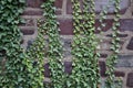 Ivy covered stone wall