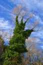 Ivy covered tree in the shape of a hand beneath a blue sky